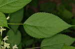 Canadian woodnettle